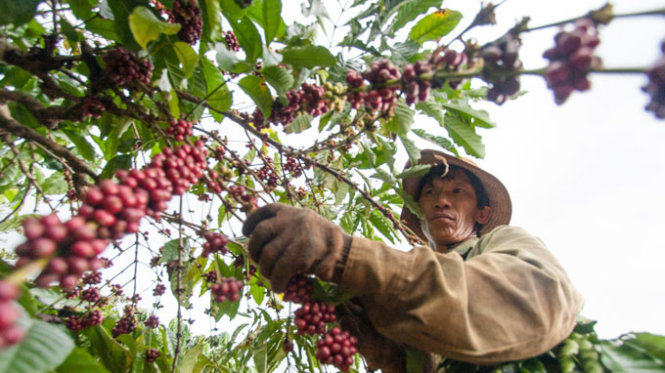 Thu hoạch cà phê ở xã Ia Krái, huyện Ia Grai, Gia Lai - Ảnh: Tiến Thành