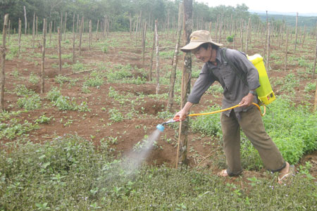 Nông dân Đăk Nông phá cao su trồng hồ tiêu