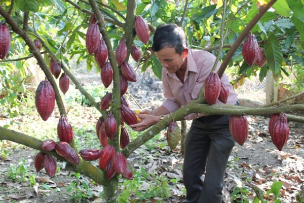 Nhiều hộ nông dân huyện Ea Kar đã rất thành công với mô hình phát triển ca cao dưới tán điều. Trong ảnh: Vườn ca cao nhà ông Thái Xuân Quang.