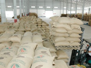 Xuất khẩu cà phê: Đối phó ép giá, phòng ngừa bao đay