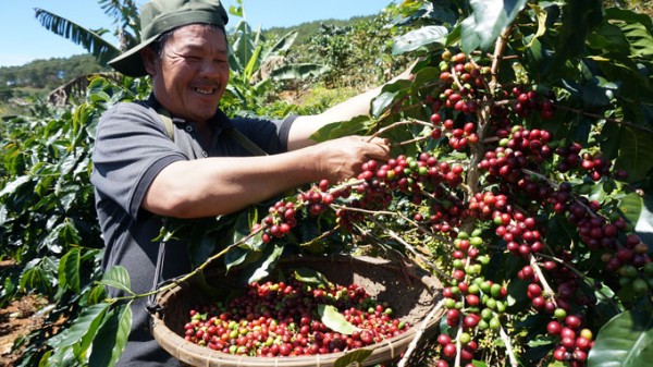 Lâm Đồng: Lập hội sản xuất cà phê bền vững