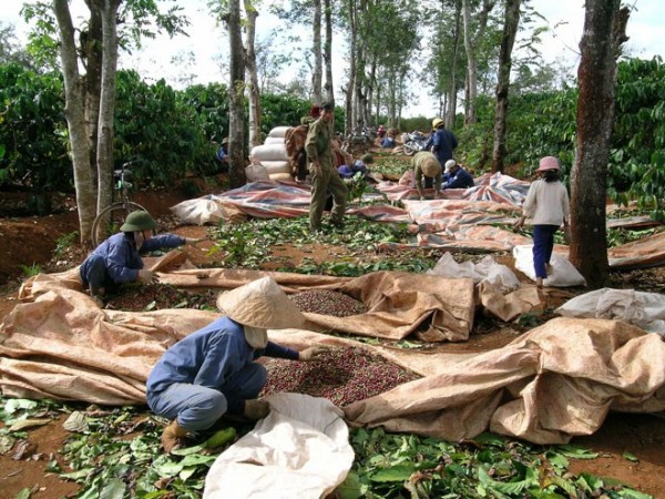 Thu hoạch cà phê tại các nông trường ở Tây nguyên