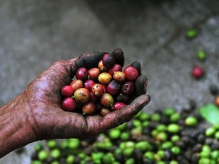 Biến đổi khí hậu đe dọa đến nguồn cung cà phê của Brazil