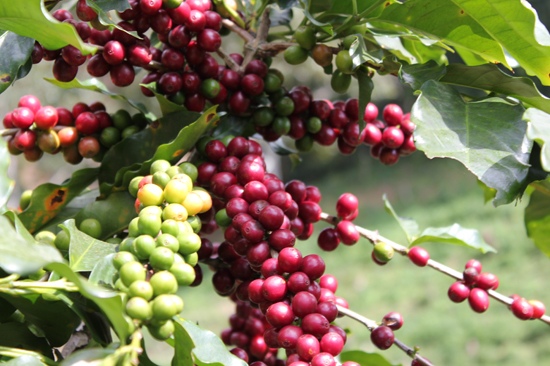Giá cà phê arabica ở Lâm Đông tăng cao kỷ lục (ngày 04/03/2014)
