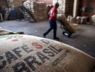 Sản lượng cà phê Brazil có thể giảm mạnh nhất trong 5 năm