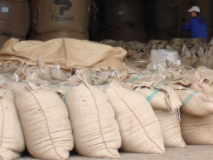 Xuất khẩu cà phê tăng cả lượng và giá trị