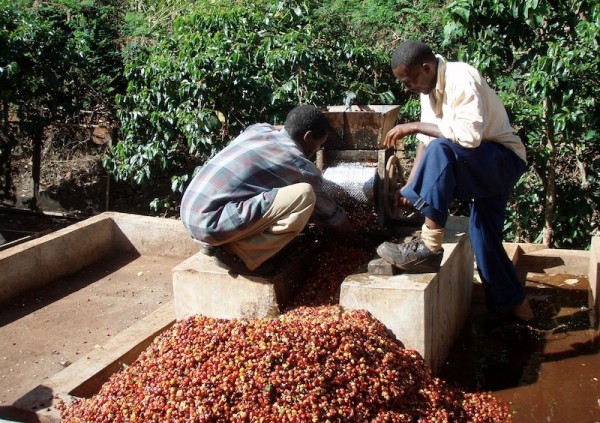 Thu hoạch và chế biến cà phê ở Tanzania