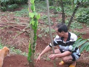 SÁNG KIẾN LẠ: Tuốt lá cây cao su để làm trụ trồng hồ tiêu