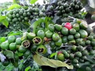 Cooxupe giảm dự báo sản lượng cà phê Brazil năm 2014