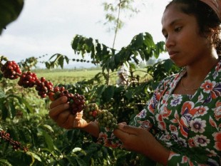 Sản lượng cà phê của Indonesia có thể giảm xuống mức thấp nhất trong vòng 3 năm