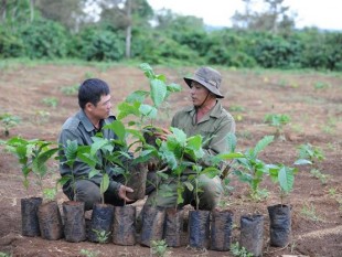 Chuyển giao 6,9 triệu cây giống cà phê cho nông dân