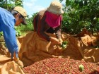 Công nhân đang thu hoạch cà phê