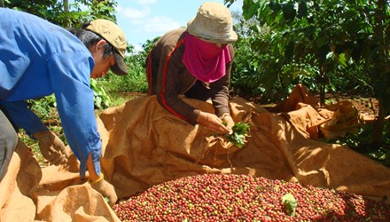 Công nhân đang thu hoạch cà phê