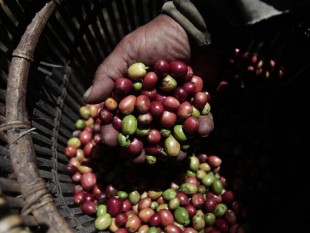 Sản lượng cà phê Indonesia sẽ đạt kỷ lục nhờ có mưa