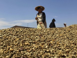 Indonesia: Sản lượng cà phê năm 2014 giảm 12 %