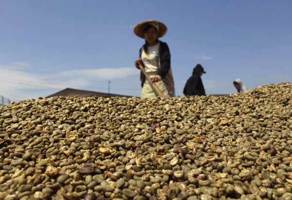 Một công nhân ở Medan đang phơi cà phê để xuất khẩu sang Hoa Kỳ. 