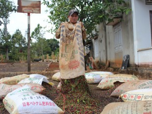 Đăk Lăk: Lại “khát” nhân công mùa thu hoạch cà phê