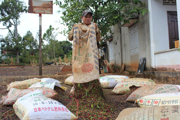 Một nông dân phường Tự An, TP. Buôn Ma Thuột đổ cà phê ra sân phơi.