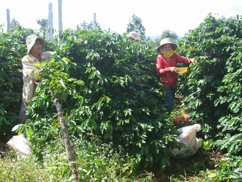 Nhiều vườn cà phê chưa chín nhưng đã được thu hoạch sớm