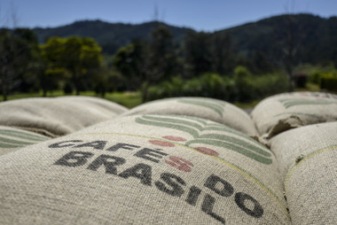 Brasil: vụ cà phê 2016 được mùa nhờ thời tiết thuận lợi