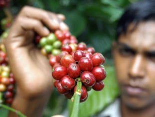 india coffee exports