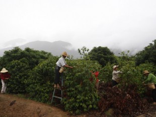 Diện tích cà phê Trung Quốc tăng mạnh, bít đường cà phê Việt?