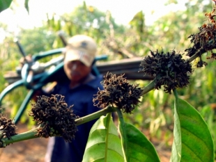 Cà phê Colombia khô hạn do El Nino (ngày 11-07-2015)