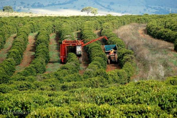 Một cảnh thu hoạch bằng máy tại Brazil