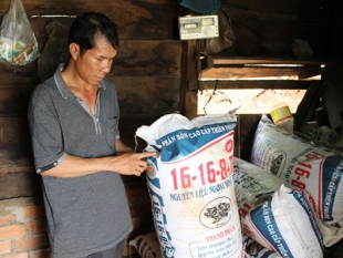 Đắk Nông: Cà phê bị hư hại nặng nề sau khi bón phân NPK con cóc