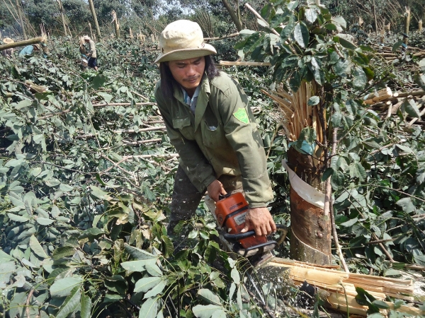 Một lô cao su tại huyện Bù Gia Mập, tỉnh Bình Phước được chặt bỏ để trồng loại cây khác - Ảnh: Nhất Nguyên