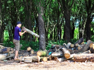 Giá mủ cao su lao dốc, người trồng chặt cây bán gỗ