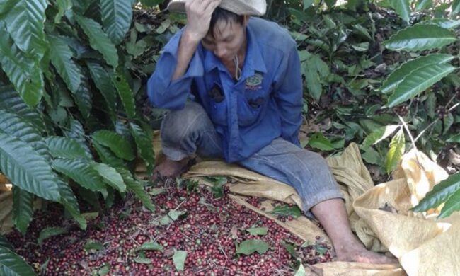 Cà phê Việt Nam: làm sao giải “huyệt”?