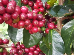 Niên vụ cà phê 2016/17: Thuận lợi và khó khăn