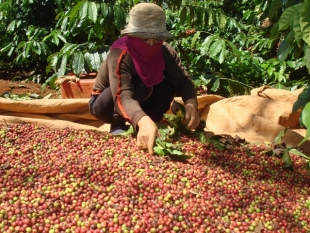 Vị thế của cà phê Việt Nam trên thị trường cà phê thế giới