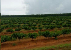 Rừng cà phê trồng mới của Brazil (ảnh chụp tháng 2-2016 Mercon)