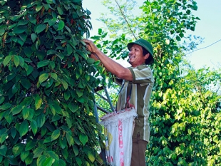 Lâm Đồng: Trồng tiêu hữu cơ bền vững cho thu nhập cao