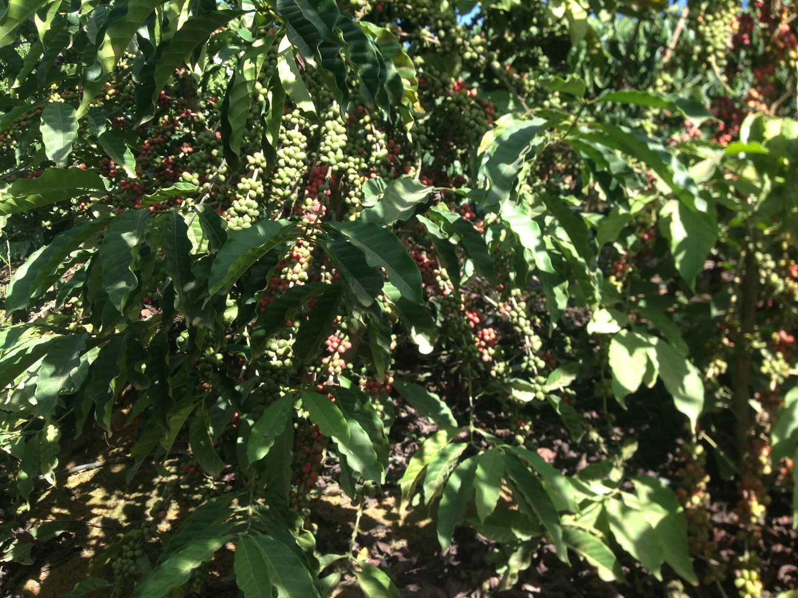 Roburta (27-6-2016) Sản lượng robusta thế giới kém, liệu giá có tăng?