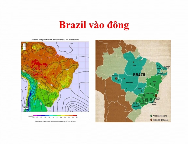 brazil vao dong