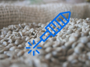(19-8-2016) Giá cà phê nội địa phóng ngược lên gần mức 38.000 đồng/kg