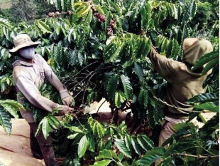 “Được giá mất mùa, được mùa mất giá” – Nỗi buồn người trồng cà phê Tây Nguyên
