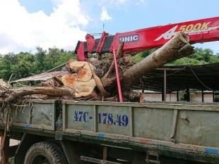 Đắk Lắk: Tự ý cắt gỗ tang vật, Kiểm lâm phải xin thỏa thuận sửa sai!