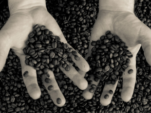 Ngành cà phê thế giới họp khẩn vì giá xuống thấp kỷ lục