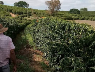 Brasil: xuất khẩu cà phê tháng 9/2019 giảm 10%