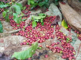 Giá cà phê Arabica lao dốc theo đồng Reais (25/04/2020)