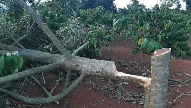 Điêu đứng phát hiện gần 60 cây sầu riêng bị chặt phá trong ngày Tết