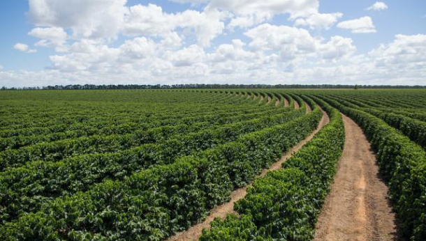 Brasil: Sản lượng cà phê năm 2020 tăng 12,9%