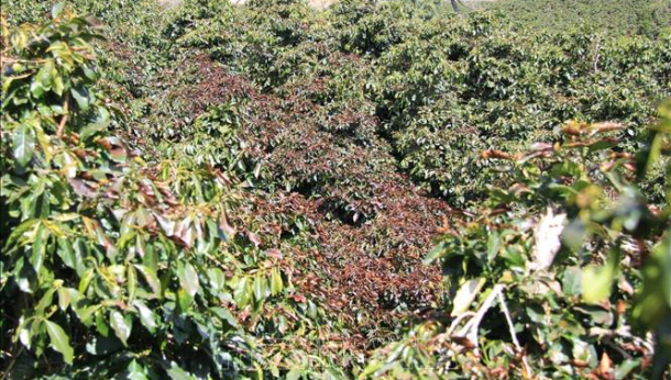 Lâm Đồng: Sương muối làm hư hại hàng trăm ha cà phê