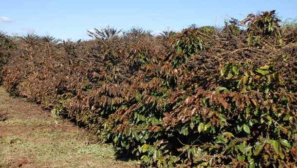Giá cà phê Arabica hồi phục trước cảnh báo sương giá (09/05/2020)