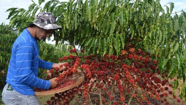 Giá cà phê lại giảm khi Brasil vào thu hoạch rộ