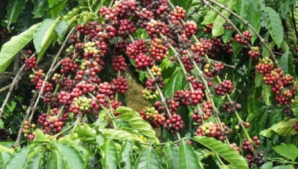Dự kiến toàn cầu sẽ đạt 74,3 triệu bao Robusta trong niên vụ cà phê 2020/2021